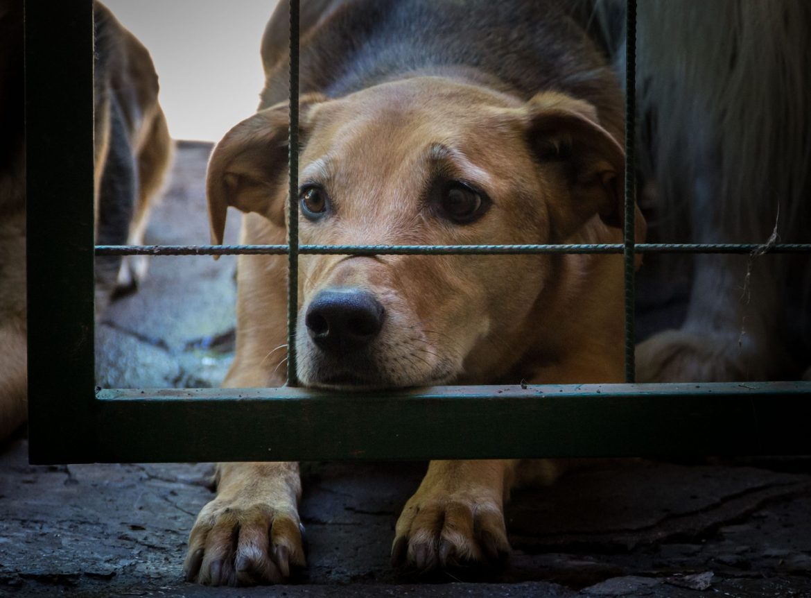 animali sofferenti 2