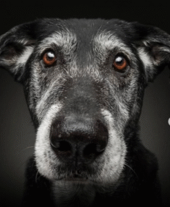 Cani senior, Christian Vieler