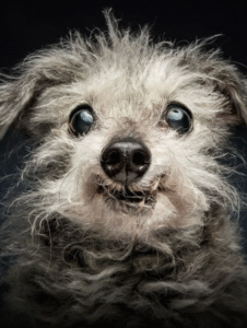 Cani senior, Christian Vieler