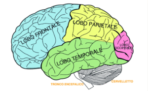 Cervello umano ph ig