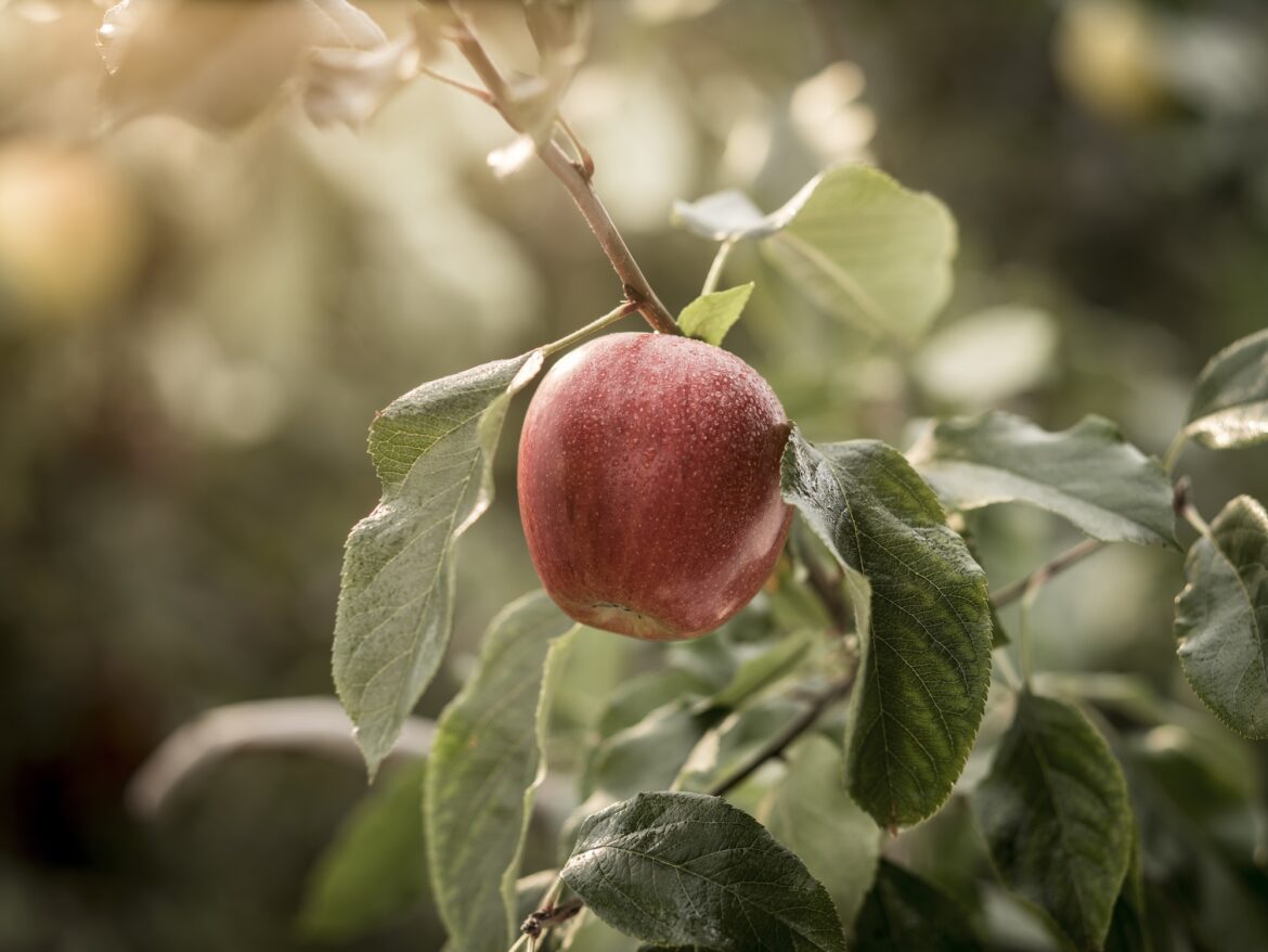 marlene mela ©stefanleitner