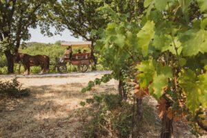 vini di filippo cannara ph sito web cesarine1