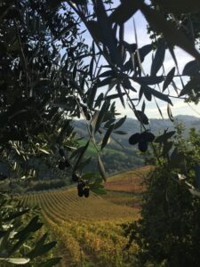 raccolta olive cesarina silvana ph sito web cesarine