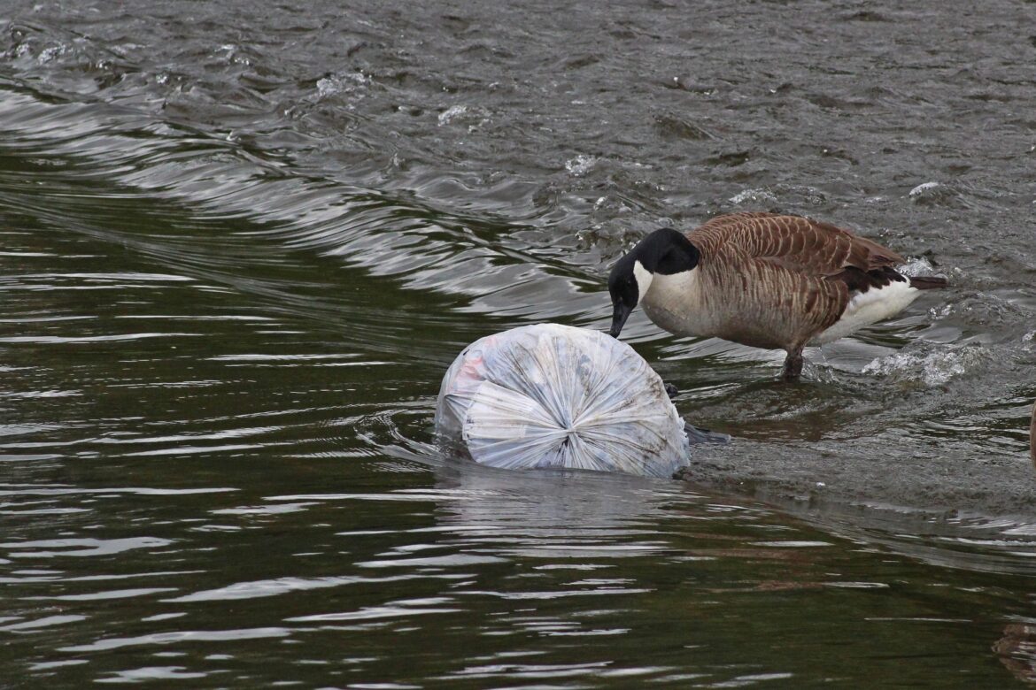 gwizuk goose 4308750 1920