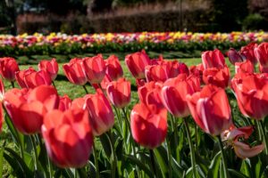 tulipani arch. fot. villa taranto