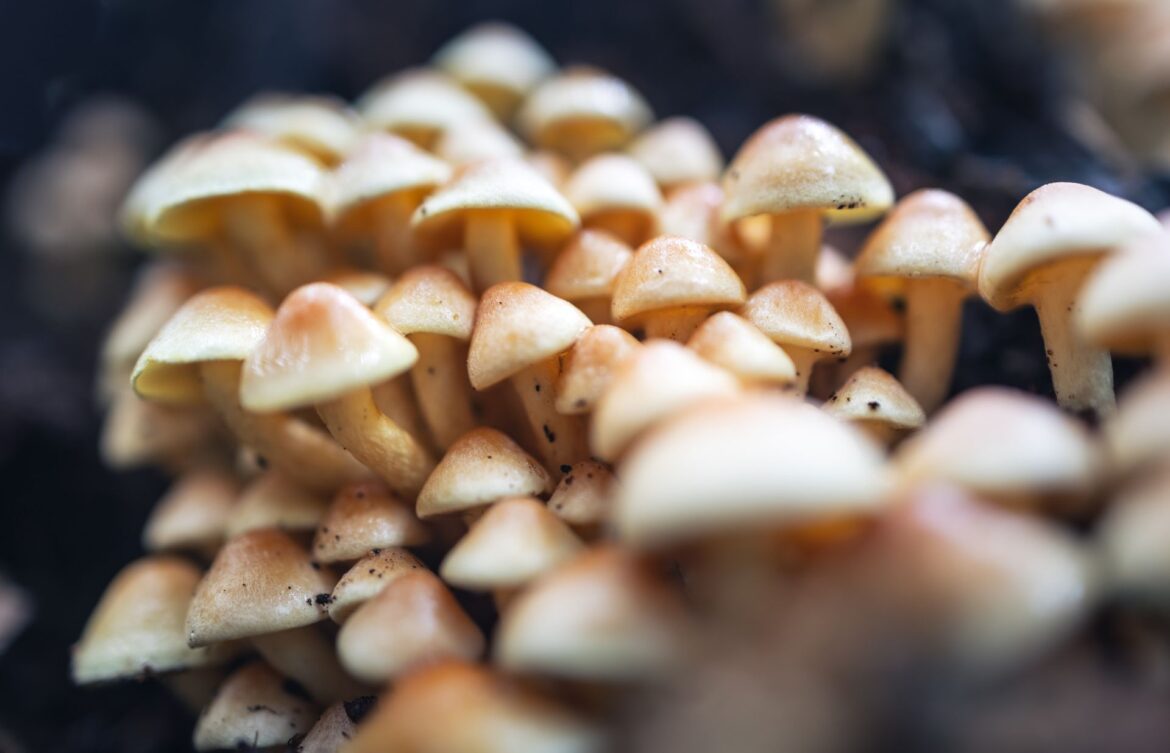Funghi ph Pexels